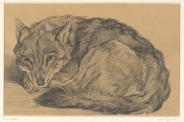 Renard couché