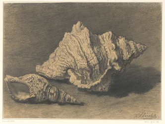 Deux coquillages