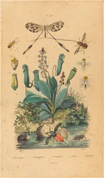 Insectes et fleurs