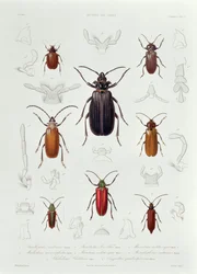 Une collection de coléoptères trouvés au Chili, illustration de 
