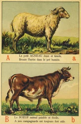 A comme Agneau et B comme Bœuf