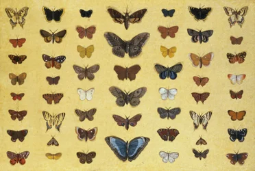 Un collage de papillons et de papillons de nuit, comprenant le morio, le machaon britannique, le flambé, le paon-du-jour et la petite tortue, vers 1830