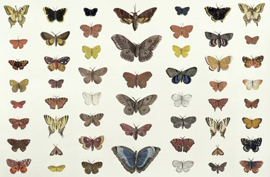 Un collage de papillons et de papillons de nuit, comprenant le morio, le machaon britannique, le flambé, le paon-du-jour et la petite tortue, vers 1830 (tirage de 104967)