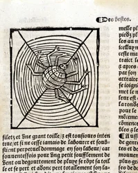 Une araignée dans sa toile dans "Le Jardin de santé traduit du latin en français nouvellement imprimé à Paris"