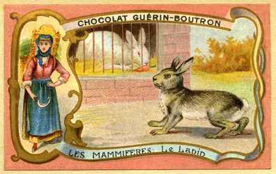 Publicité chromolithographique des chocolats Guérin Boutron, Mammifères, Le lapin en cage et sauvage, garenne