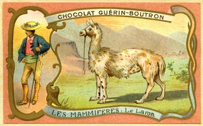 Publicité chromolithographique des chocolats Guérin Boutron, LES MAMMIFÈRES, Le lama