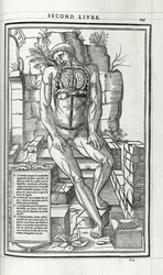 Illustration anatomique, 1546