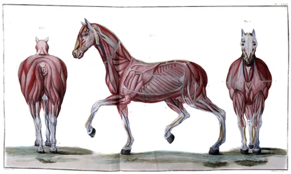 Anatomie du cheval : écorché, face et profil - "Cours d