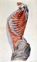 Anatomie du torse, dessinée par un étudiant (crayon de couleur sur papier)