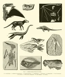 Animaux fossiles du bassin de la Seine