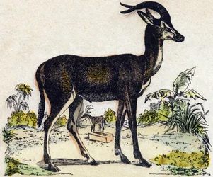 Antilope. Gravure dans "Alphabet des animaux sauvages". 9e Série. Imagerie d