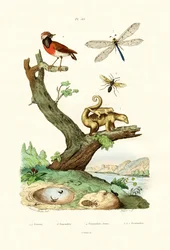 Fourmis