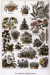 Plantes d