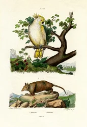 Tatou