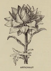 Artichaut