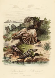 Babylon turrid, Turris babylonia, escargot de mer, Raphitoma echinata et palourde pattes de chaton, Plicatula gibbosa