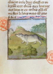Blaireaux, du Livre de la Chasse par Gaston Phébus de Foix