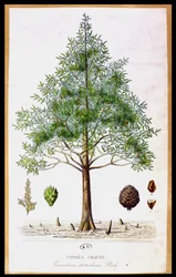 Cyprès chauve