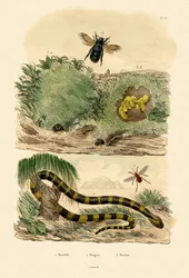 Krait rayé