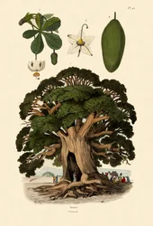 Baobab