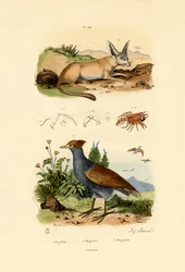 Renard à oreilles de chauve-souris