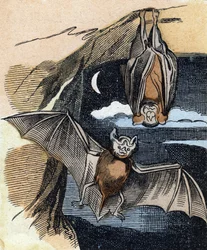 Chauve-souris. Gravure dans "Buffon Alphabet des Oiseaux n° 1". 3e Série n° 1. Imagerie d