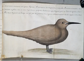 Oiseau appelé Foyroux (Sterne), Cap Frio, Brésil, aquarelle du journal de bord de Jacques Gouin de Beauchesne, capitaine de la Compagnie royale de la Mer du Sud, de 1698 à 1701, France
