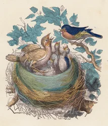 Oiseau nourrissant ses petits dans le nid