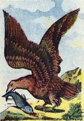 Oiseau de proie. Gravure dans "Alphabet des oiseaux". Imagerie de Pont-à-Mousson, Marcel et/ou Louis Vagne, Imprimeur-Éditeur, fin du XIXe siècle.