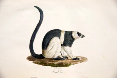 Lémur vari noir et blanc, de Histoire Naturelle des Mammifères, avec des figures originales, par Étienne Geoffroy Saint-Hilaire & Frédéric Cuvier, 1824-42