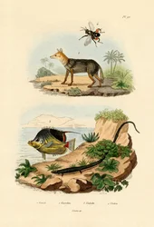 Chacal à chabraque, 1833-39