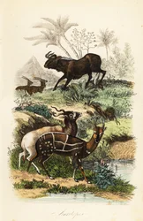 Gnou noir, Connochaetes gnou, addax ou antilope à cornes en spirale en danger critique d