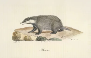 Blaireau, de Histoire Naturelle des Mammifères