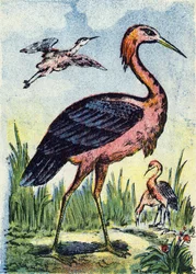 Héron bleu: aigle se nourrissant de vers et de reptiles. Vit aux États-Unis et aux Caraïbes. Gravure dans "Alphabet des oiseaux". Imagerie de Pont-à-Mousson, Marcel et/ou Louis Vagne, Imprimeur-Éditeur, fin du XIXe siècle.