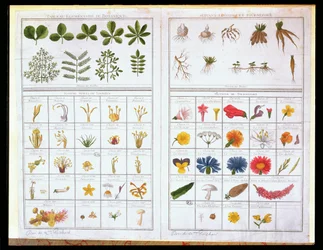 Planche botanique d