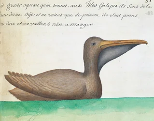 Pélican brun (Pelecanus occidentalis), îles Galápagos, aquarelle du journal de bord par Jacques Gouin de Beauchesne, capitaine de la Compagnie royale de la Mer du Sud, de 1698 à 1701, France
