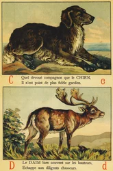 C comme Chien et D comme Daim