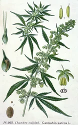 Cannabis sativa, planche botanique