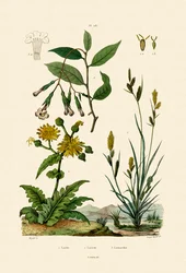 Laîche