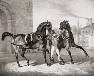 Chevaux de Carrosse pour le Roi d