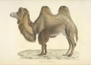 Chameau de la Bactriane, de Histoire Naturelle des Mammifères