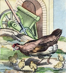 Poulet et poussins. Gravure dans "Buffon Alphabet des Oiseaux n 2". 3e Série N 2. Imagerie d