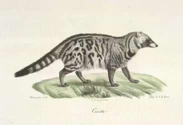 Civette, de Histoire Naturelle des Mammifères