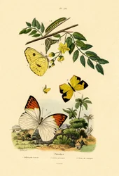 Soufre, 1833-39