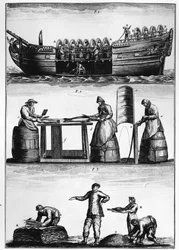 Pêche à la morue : chargement, découpe et salage du poisson - dans « Traité général des pêches » par Duhamel du Monceau