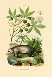 Opossum commun