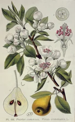Poire commune