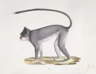 Croo. Un singe, de Histoire Naturelle des Mammifères