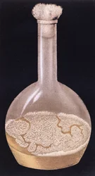 Culture de la tuberculose humaine, de La Tuberculose et son Bacile par Isidore Strauss, 1895