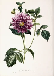 Dahlia Rosea